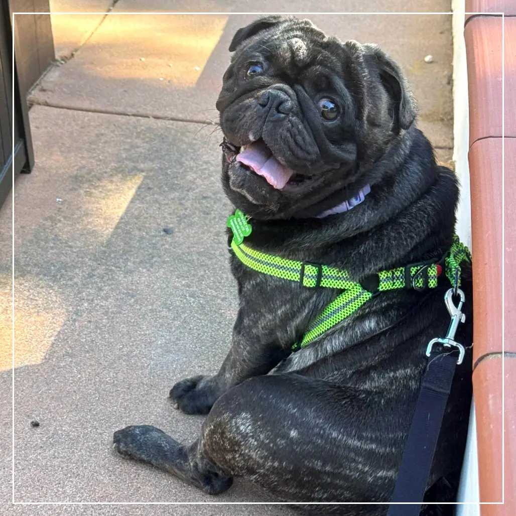 370963b8720d8368d7b41762eb212761 Smiling black pug with green harness sitting.