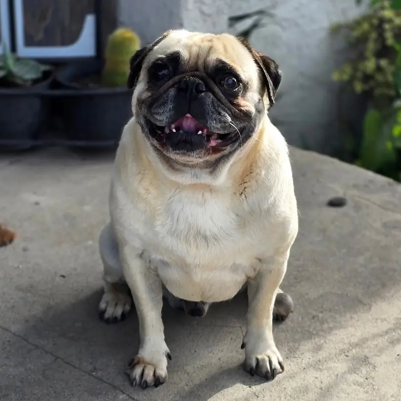 8ea33dd34d45a462589e8d2fe3616e81 Smiling pug sitting on a concrete floor.
