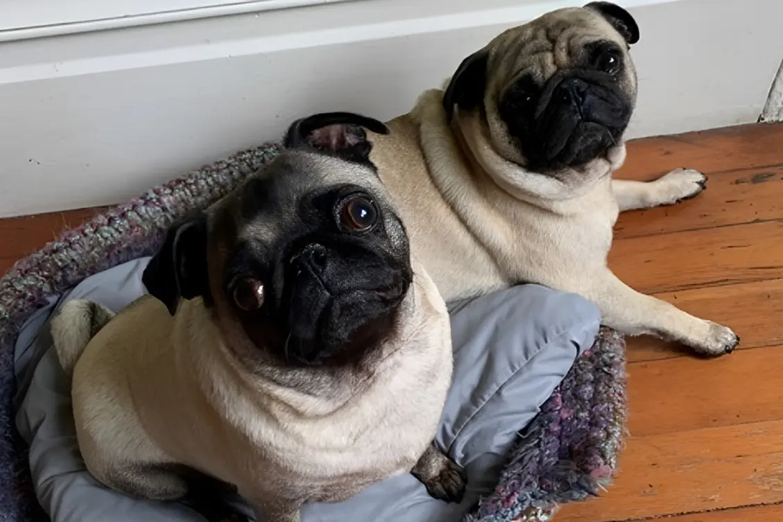 New Project (1) Two pugs sitting on a cushion.