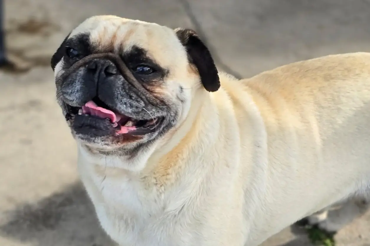 Smiling pug standing on concrete surface.
