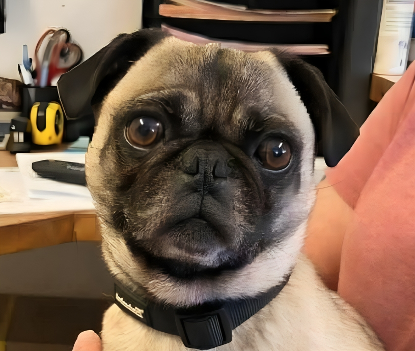 Pug with wide eyes and black collar.