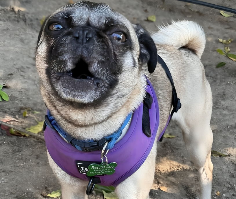 New Project(11) Pug wearing a purple harness barking outdoors.