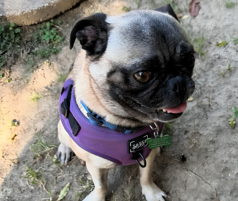 New Project(12) Pug wearing purple harness outdoors, looking right.