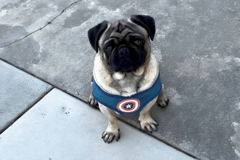 New Project(7) Pug wearing Captain America-themed harness sitting outside.