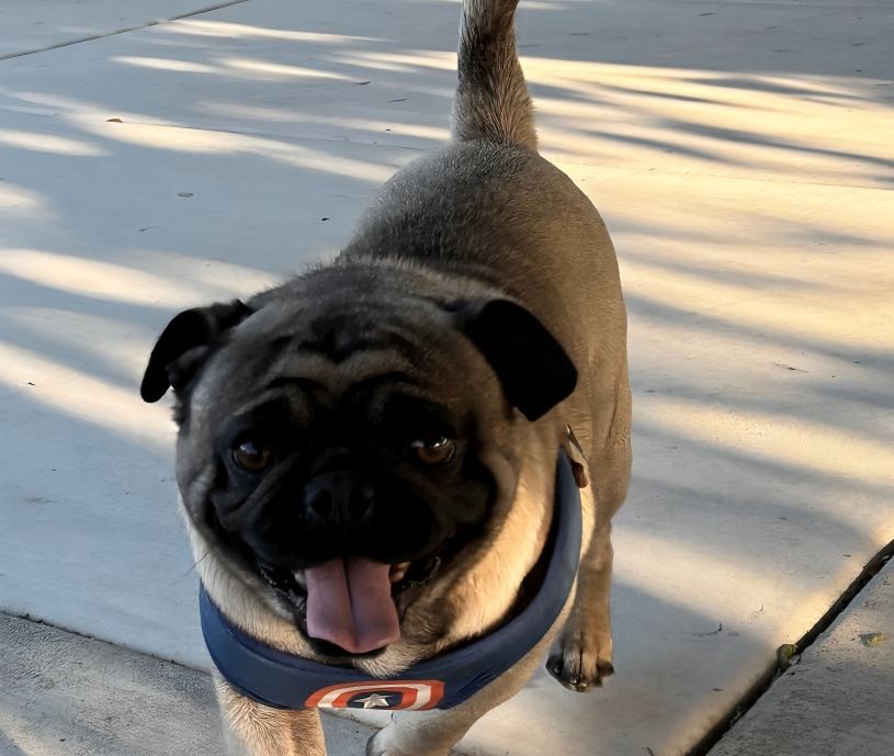Pug wearing blue shirt on pavement.