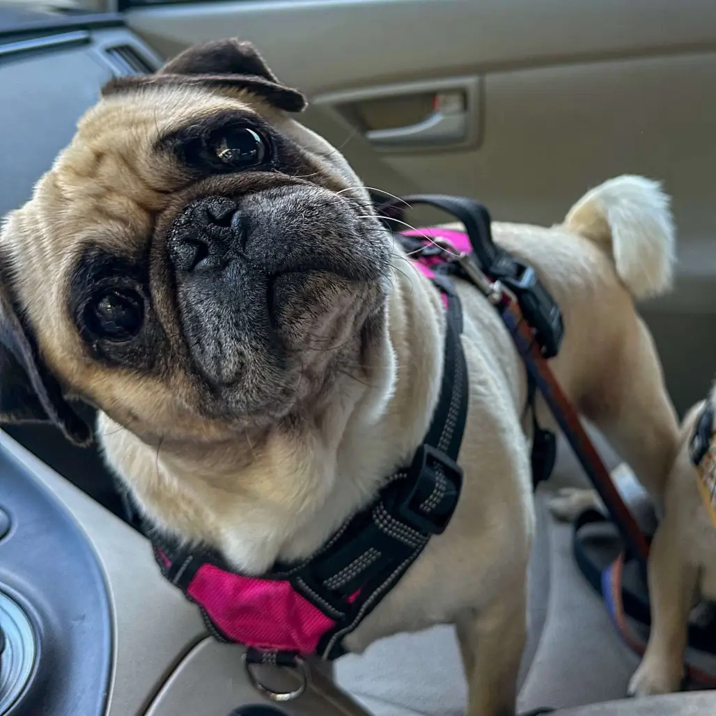 Pug wearing harness in car seat.
