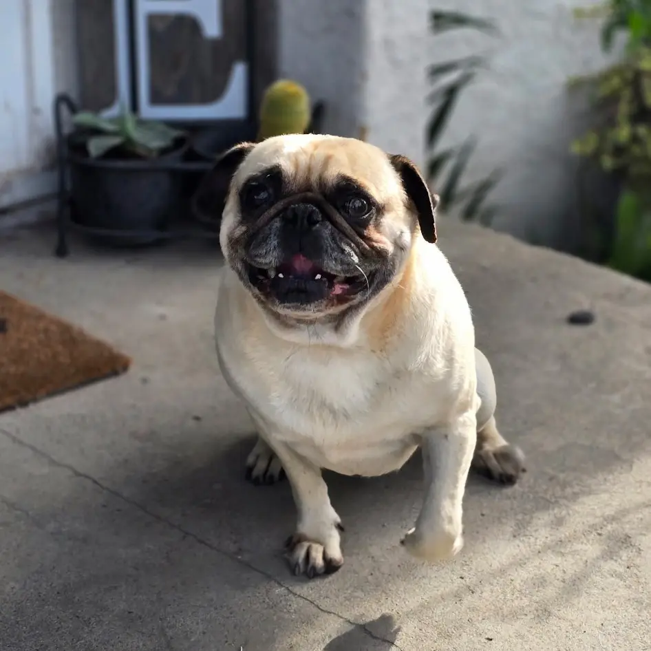 Smiling pug sitting on concrete porch.