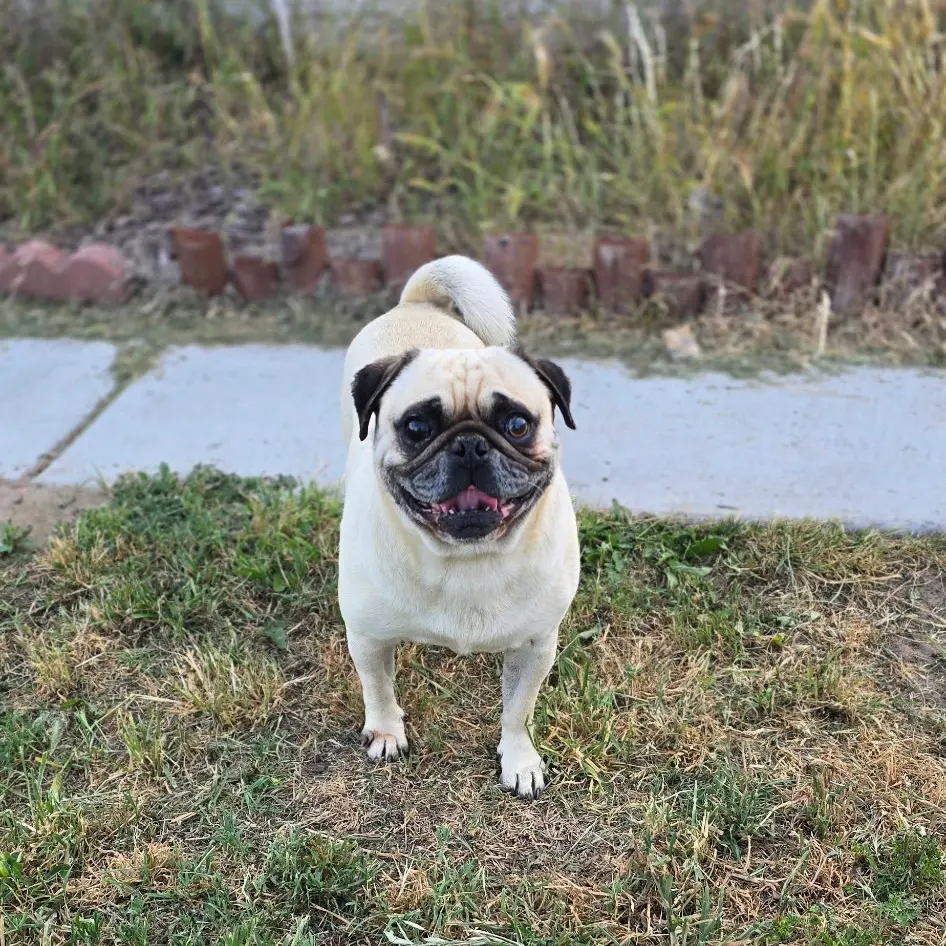 e756689a5f541774b80a1648dc958ccd Smiling pug standing on grassy area.