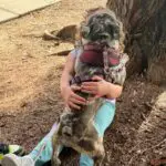Little Girl Holding Pug