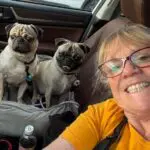 Two Pugs in Car