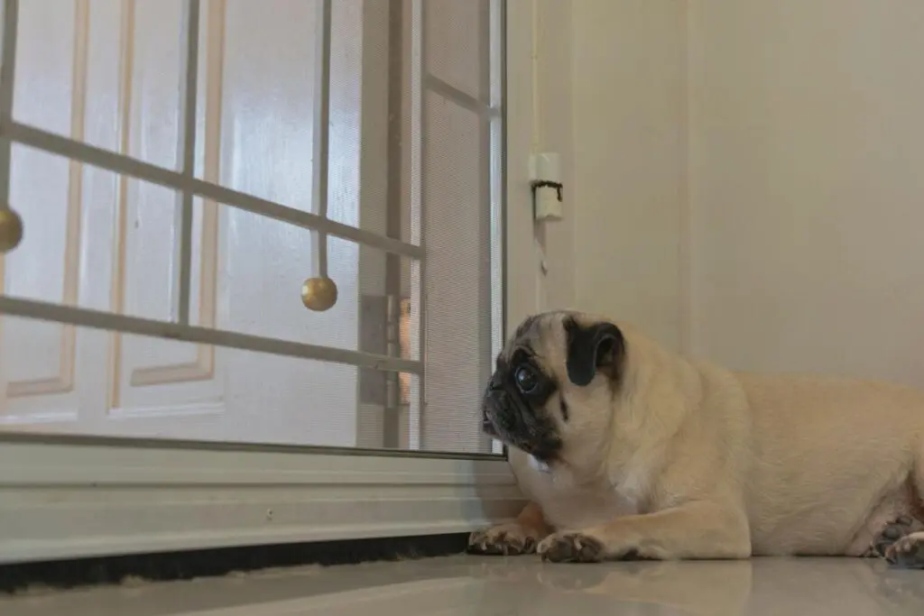 Sad pug looking out the window