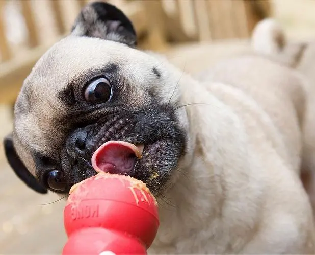 Pug playing with a toy