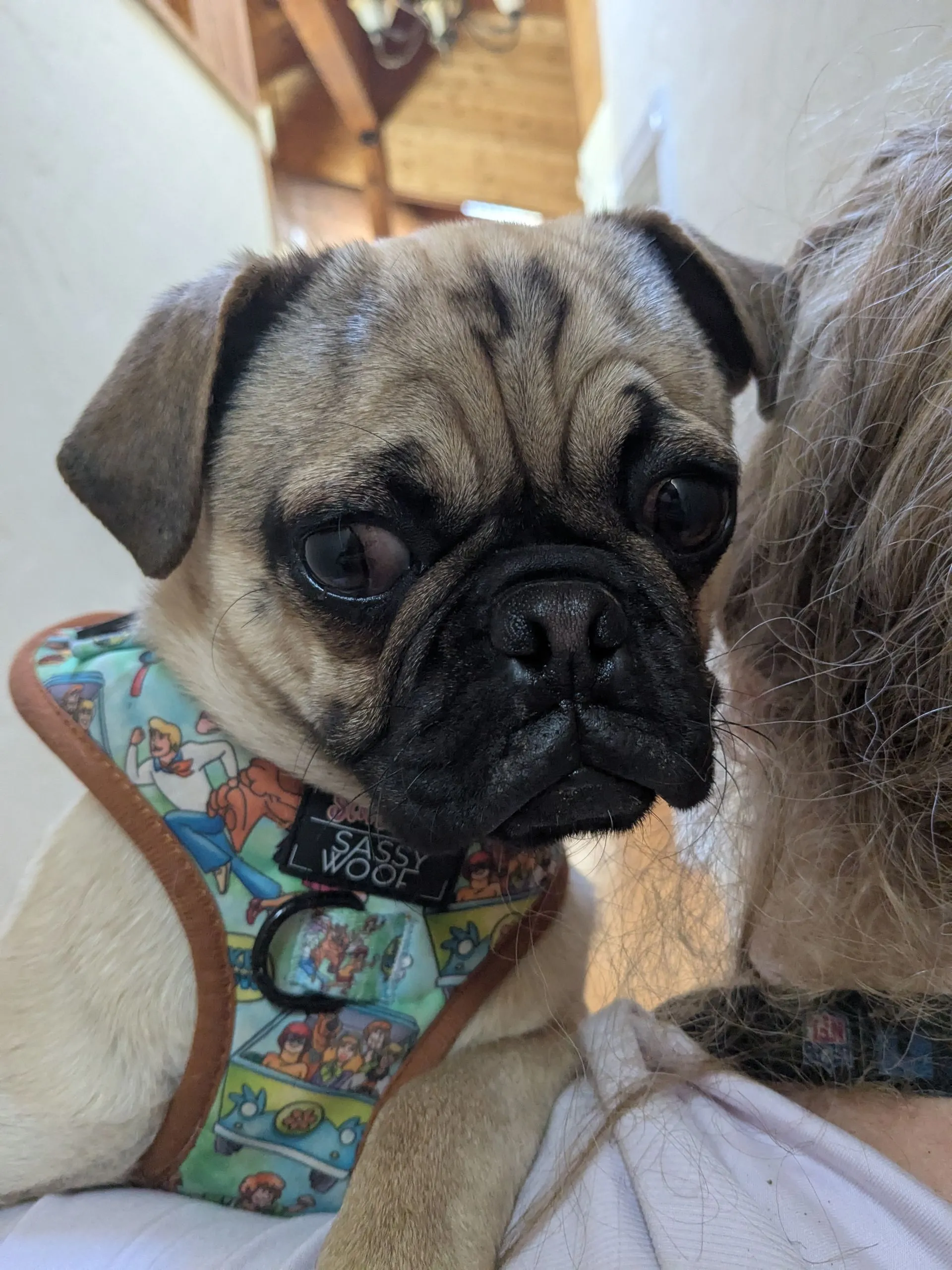 Pug with colorful harness on shoulder.