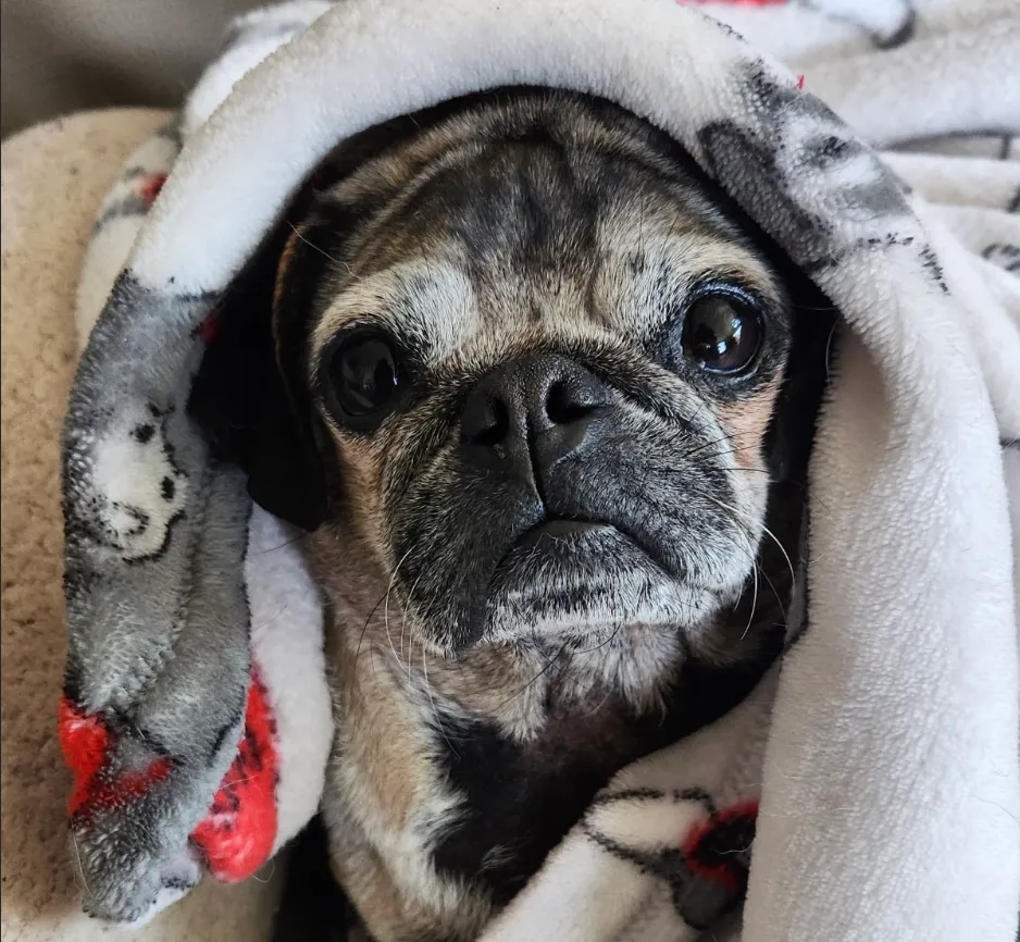 Screenshot+2024-12-03+at+9.50.03-AM-1920w Pug wrapped in a cozy blanket.