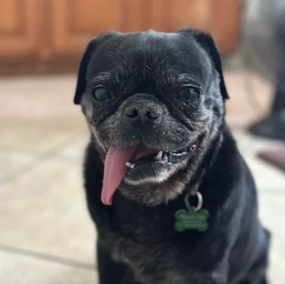 Screenshot+2024-12-03+at+9.50.11-AM-1920w Smiling black pug with tongue out.